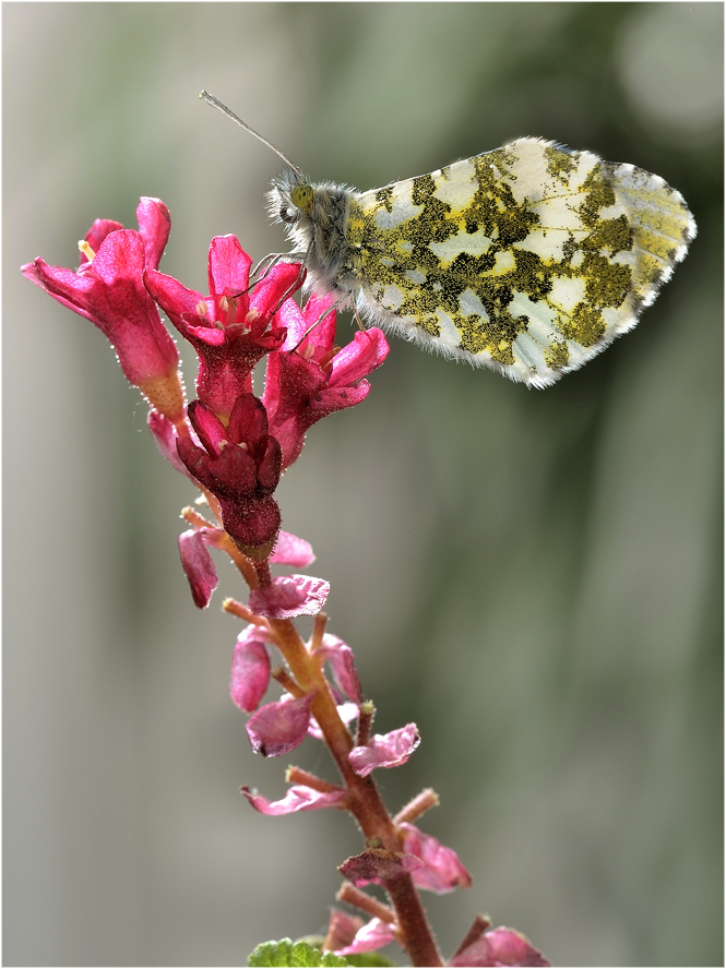 фото "Зорька или аврора (лат. Anthocharis cardamines)" метки: макро и крупный план, 