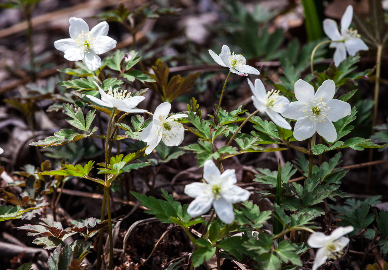 photo "***" tags: nature, spring, цветы.