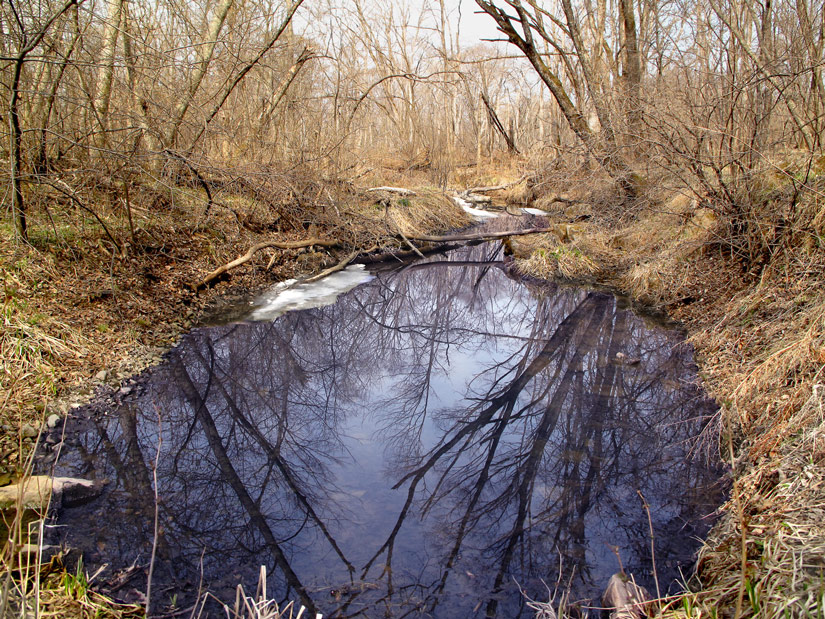 photo "***" tags: nature, reflections, spring