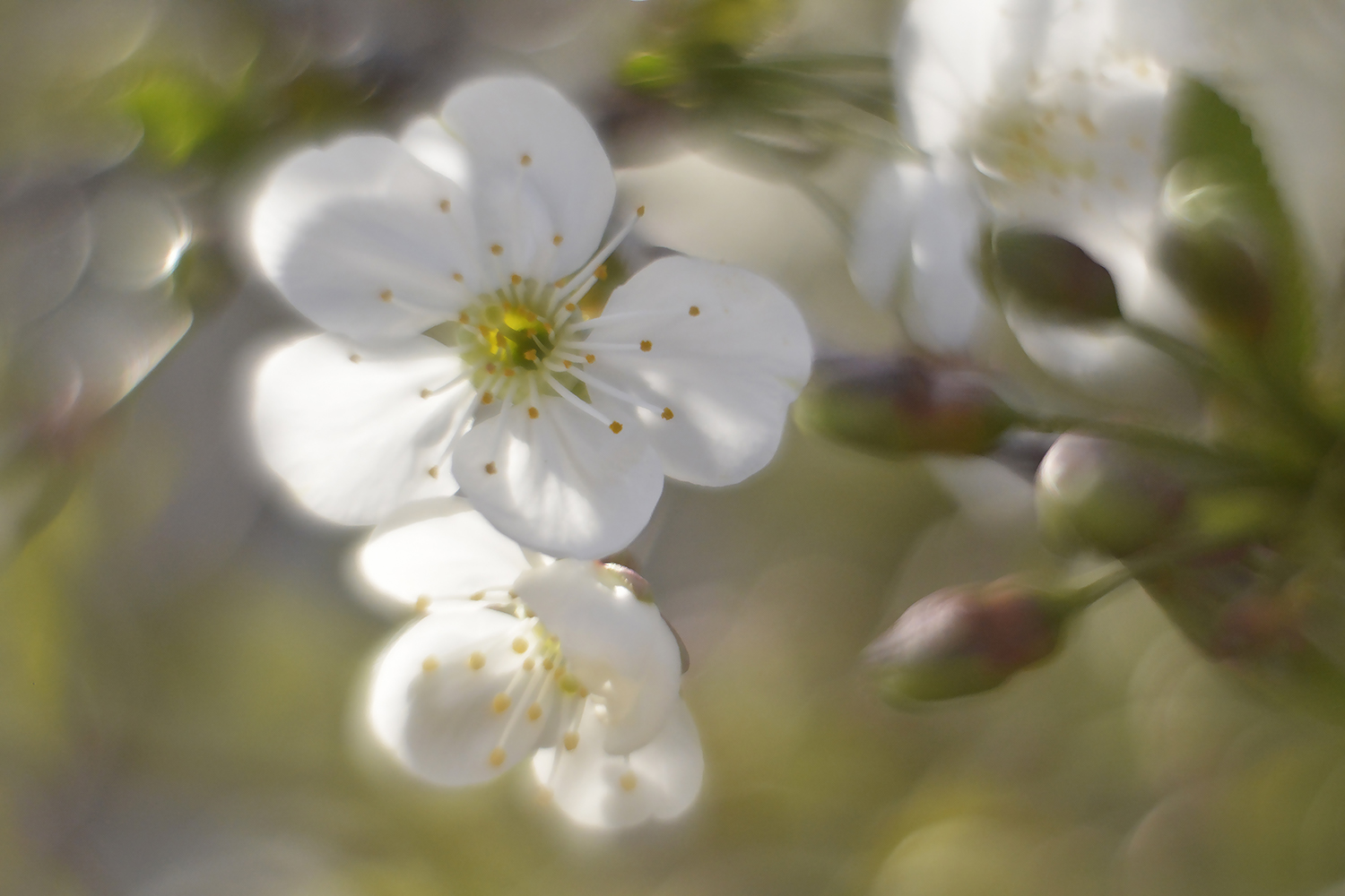 photo "***" tags: nature, spring, гелиос, цветение