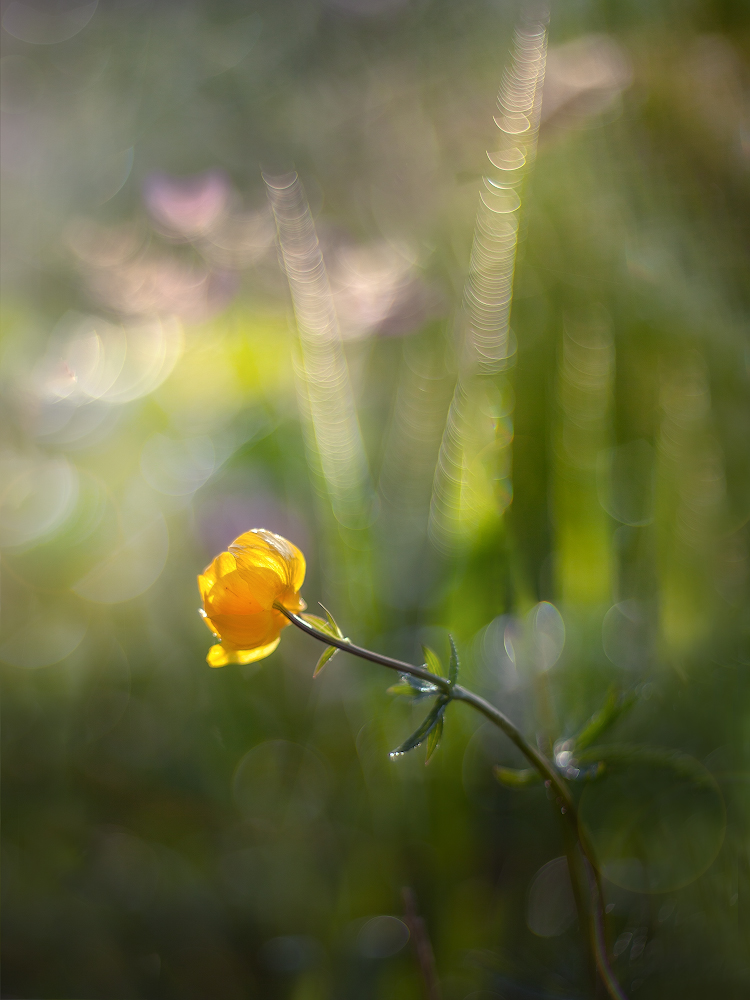 photo "***" tags: macro and close-up, 