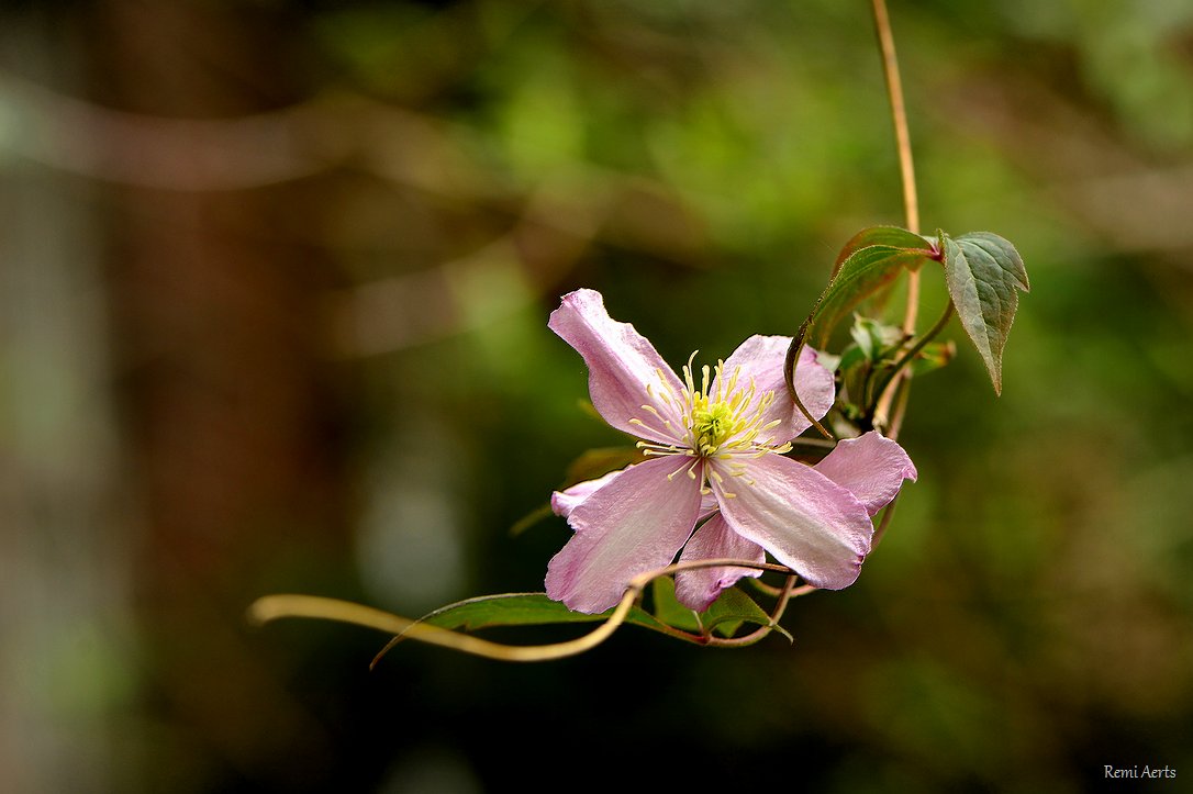 photo "***" tags: nature, macro and close-up, 