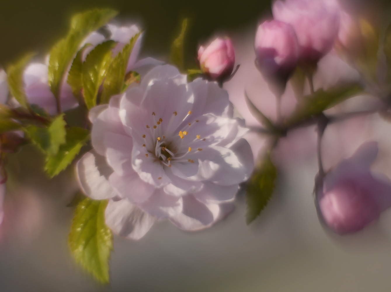 photo "***" tags: nature, spring, гелиос, цветение