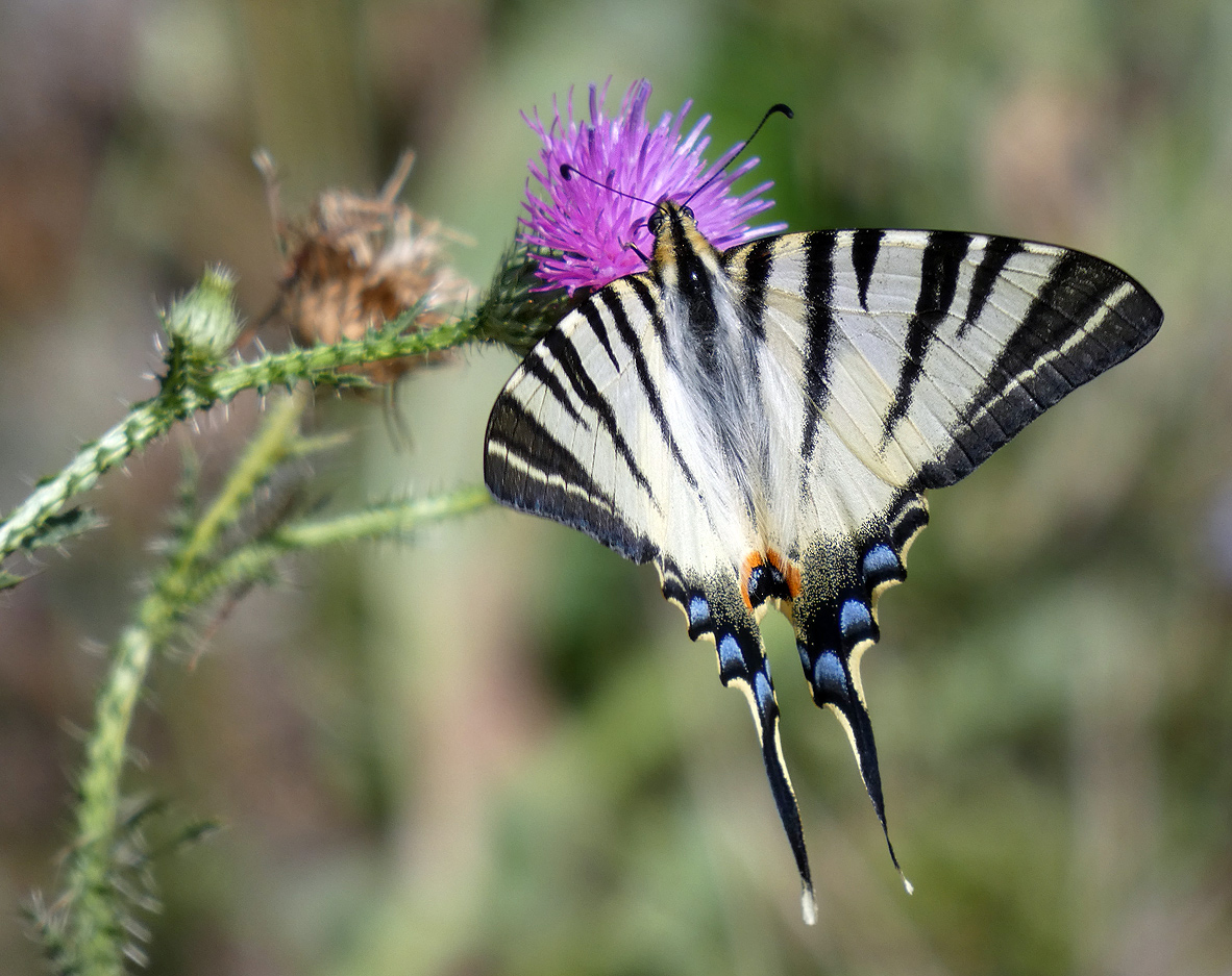 photo "***" tags: macro and close-up, insect