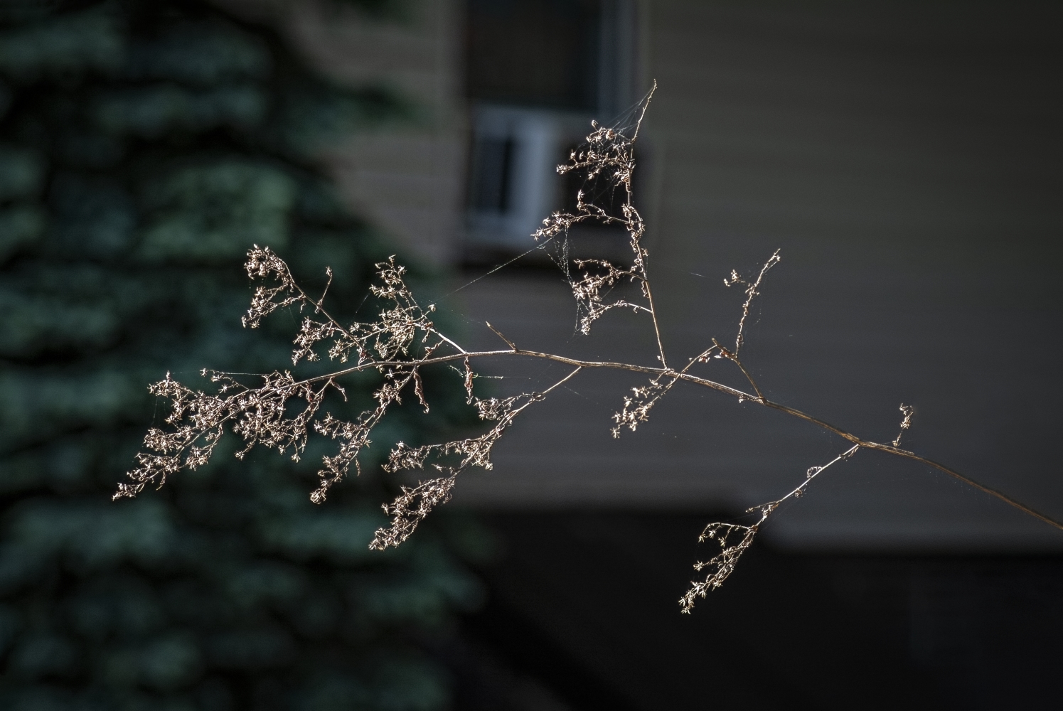 photo "Withered Twig" tags: nature, 