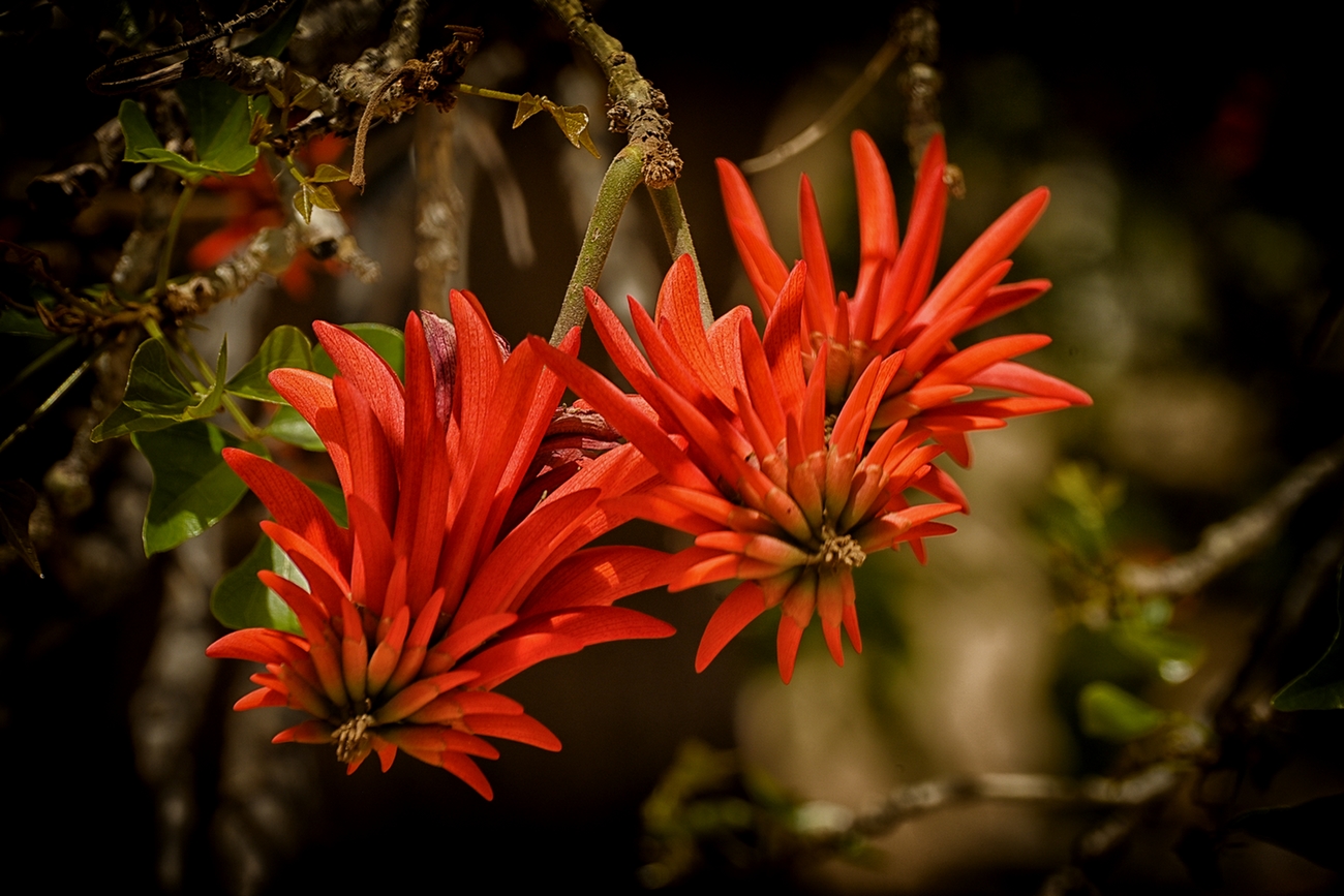 photo "***" tags: nature, flowers