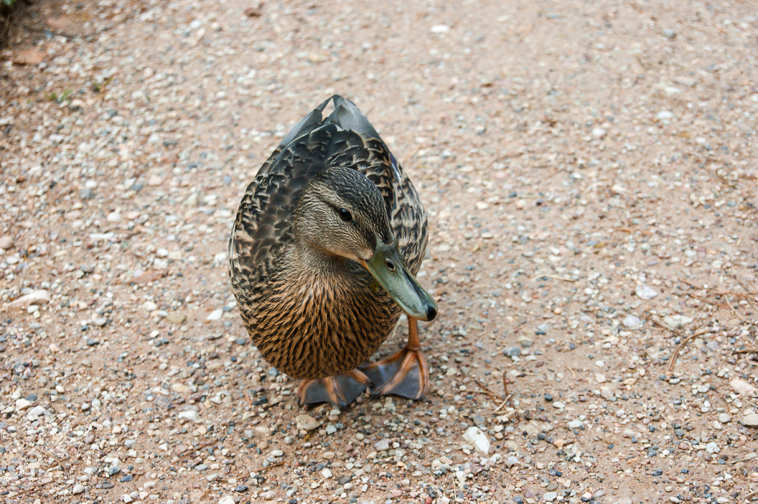photo "Duck" tags: nature, travel, macro and close-up, 