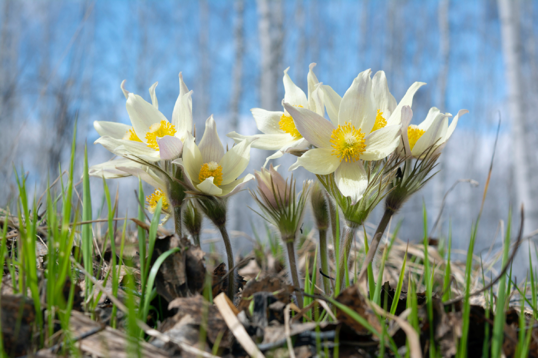 photo "***" tags: nature, flowers, spring, трава-сон