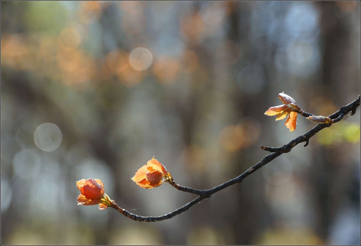 фото "Май." метки: природа, город, 