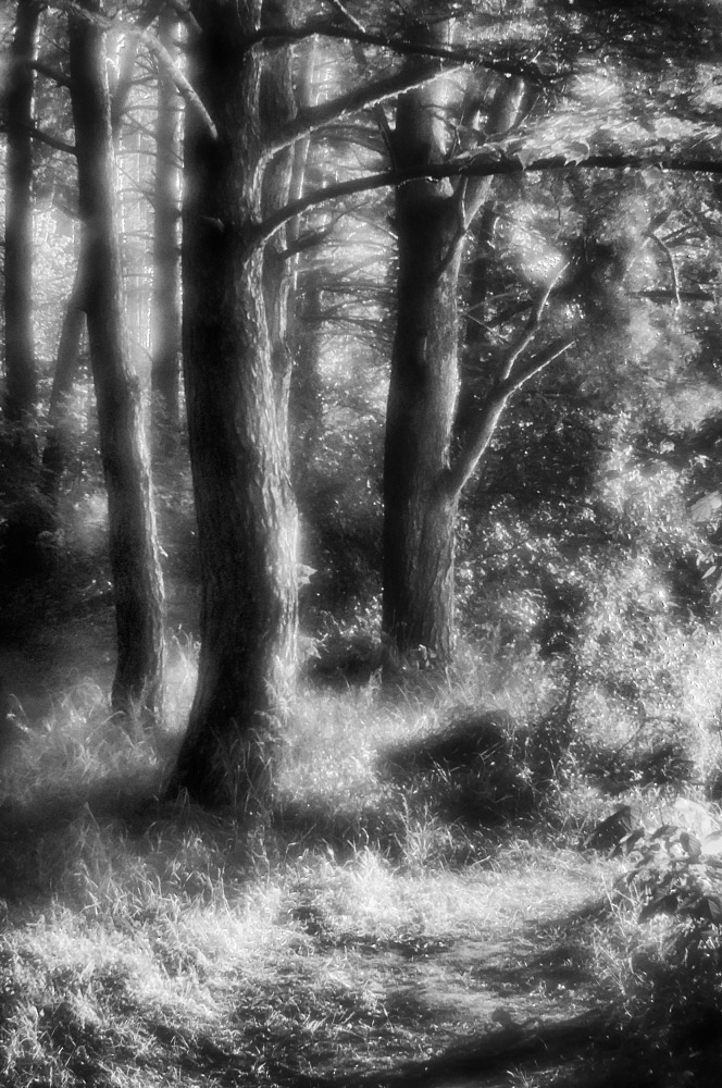 фото "Утро в сосновом лесу." метки: природа, черно-белые, 