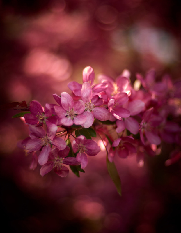 photo "***" tags: landscape, macro and close-up, nature, evening, spring, райская яблоня, цветение