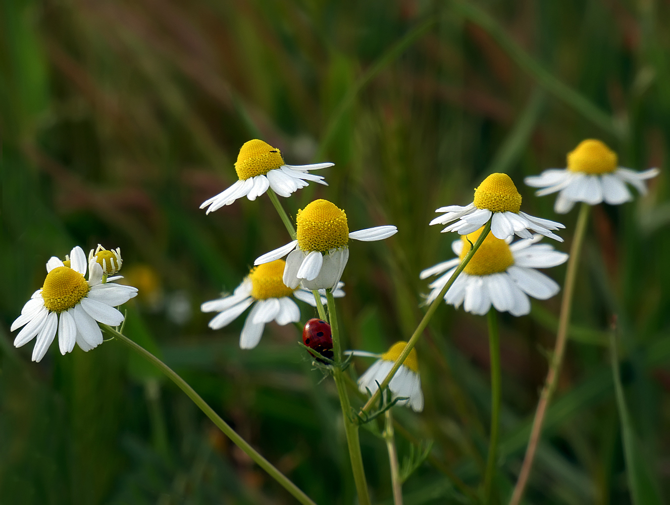 photo "***" tags: nature, flowers