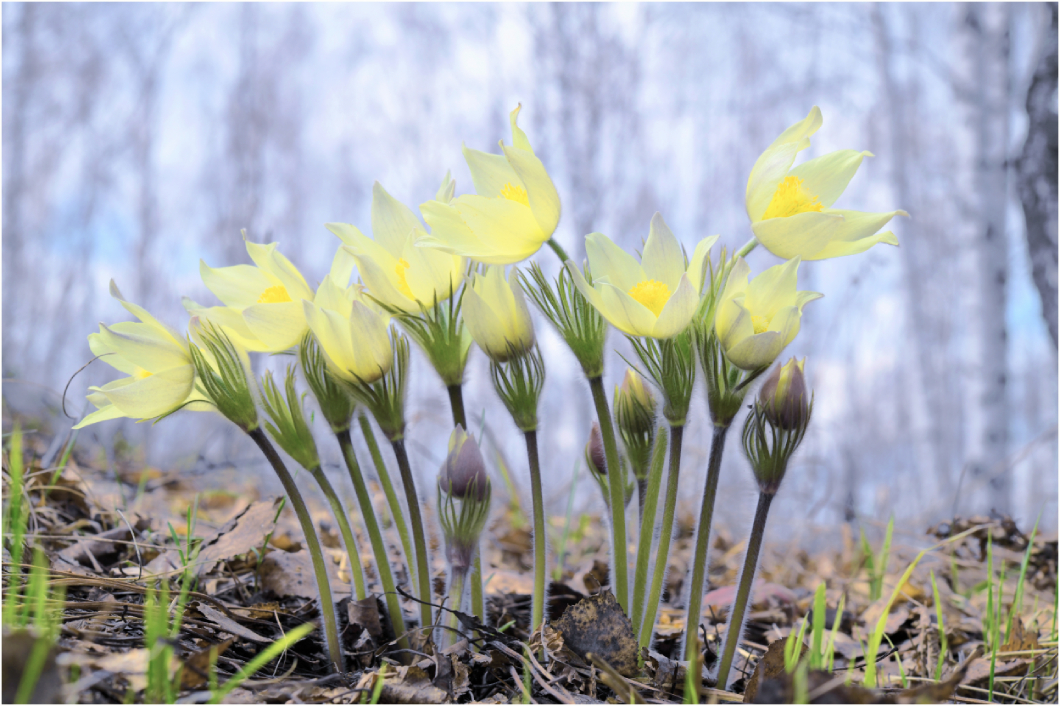 фото "Холодная робкая весна" метки: макро и крупный план, весна, жёлтый, прострел, трава-сон, цветы