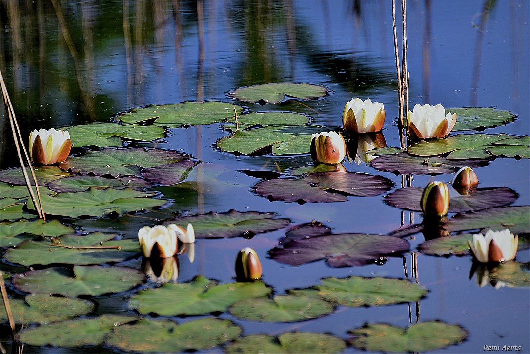 photo "***" tags: landscape, nature, macro and close-up, 