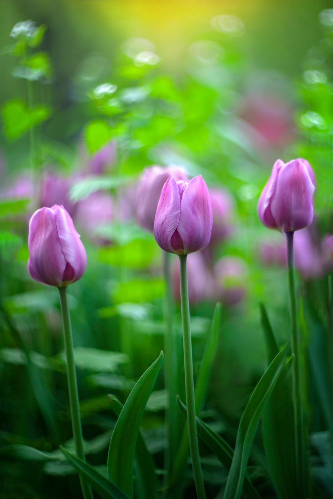 photo "***" tags: nature, macro and close-up, 