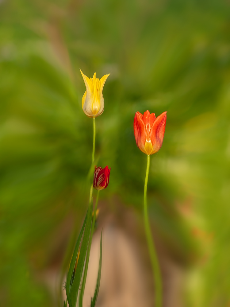 photo "***" tags: nature, macro and close-up, 