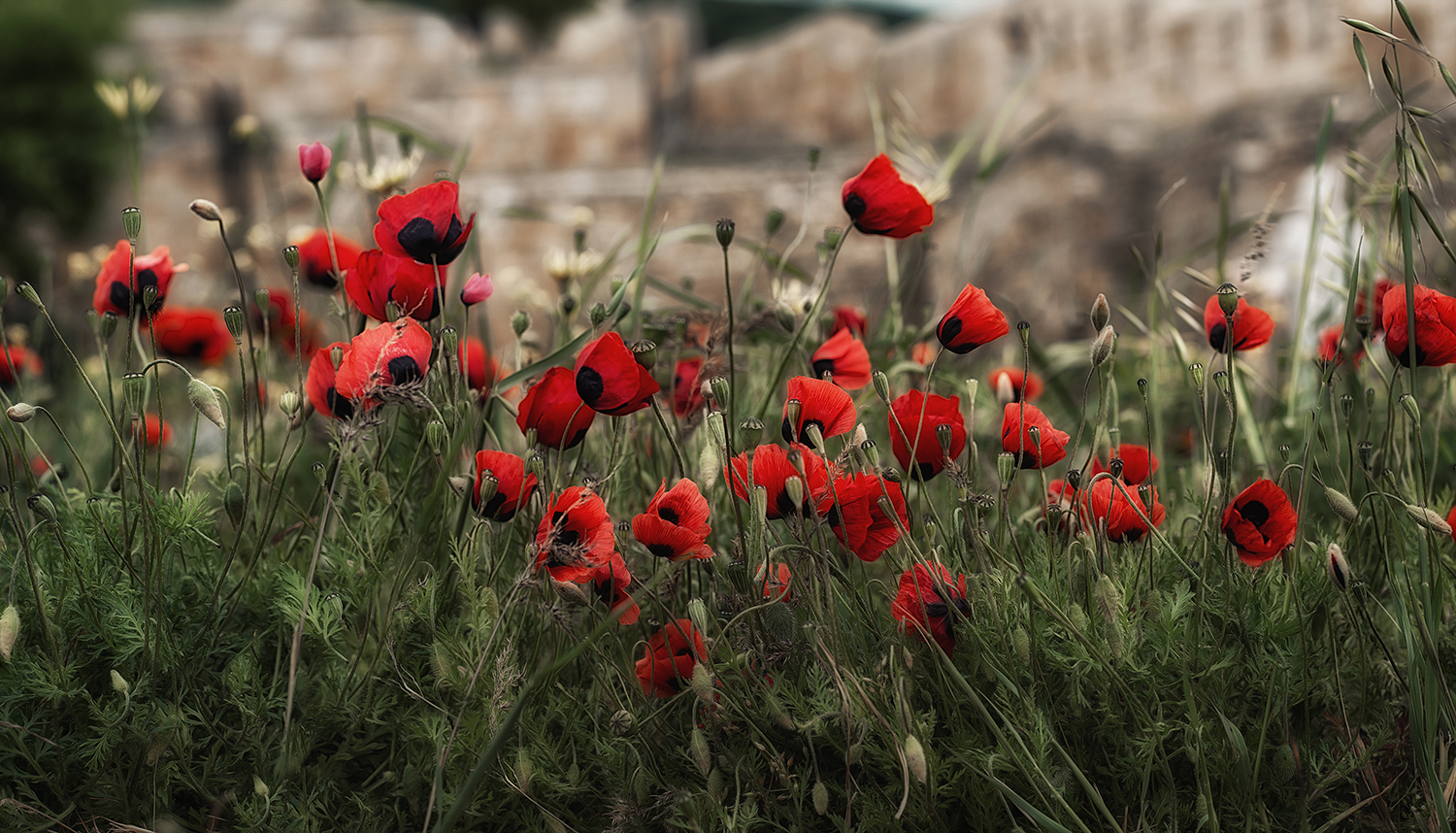 photo "Poppies growing at an altitude of 700m" tags: nature, macro and close-up, 