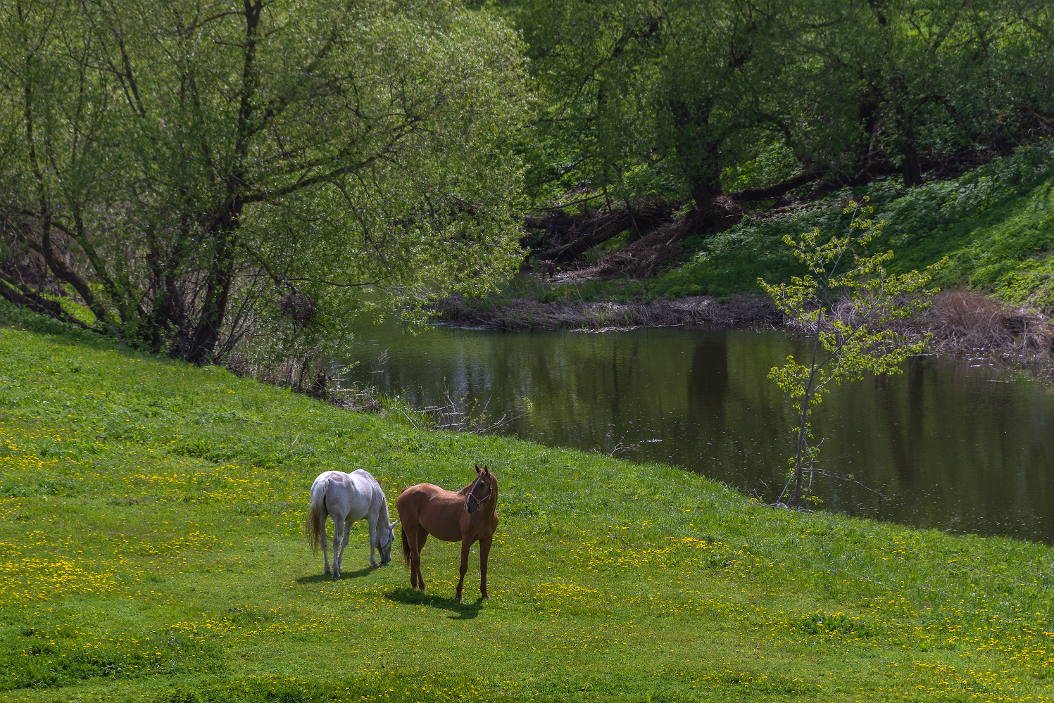 photo "***" tags: landscape, nature, 