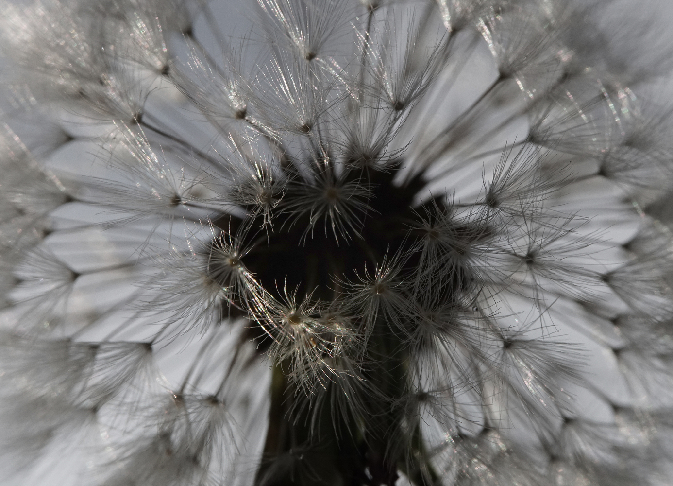 photo "***" tags: macro and close-up, 