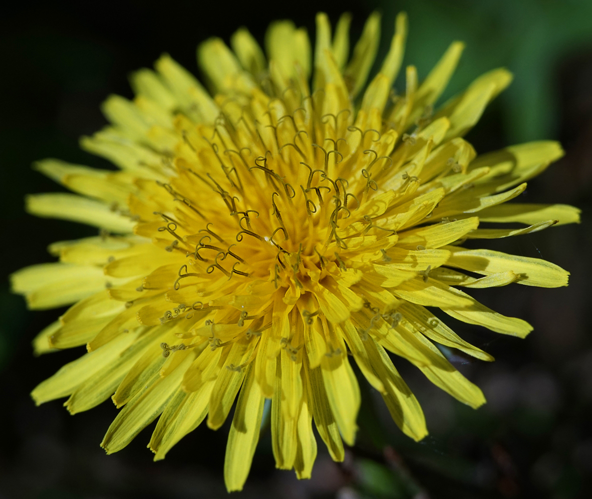 photo "***" tags: macro and close-up, 