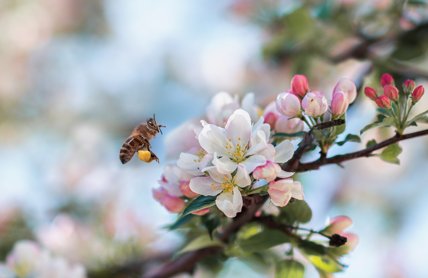 photo "At work..." tags: nature, macro and close-up, 