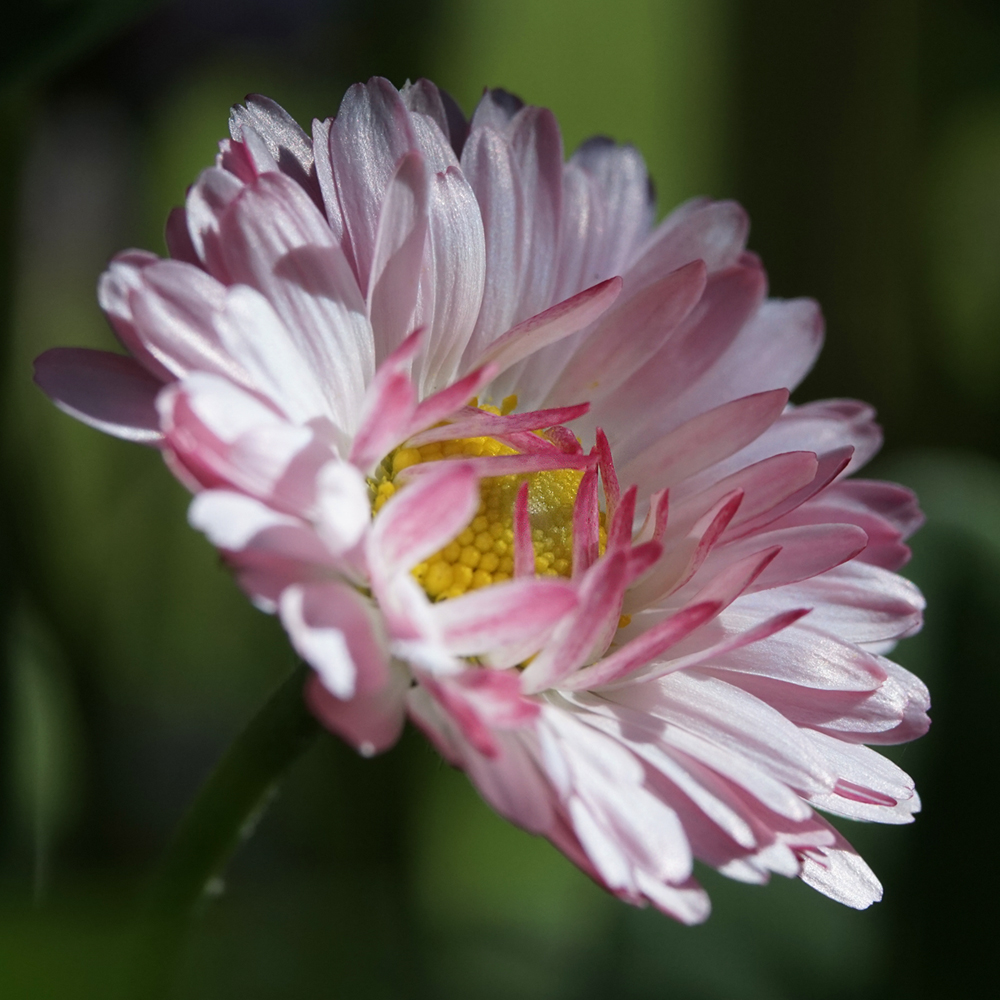 photo "***" tags: macro and close-up, flowers, summer