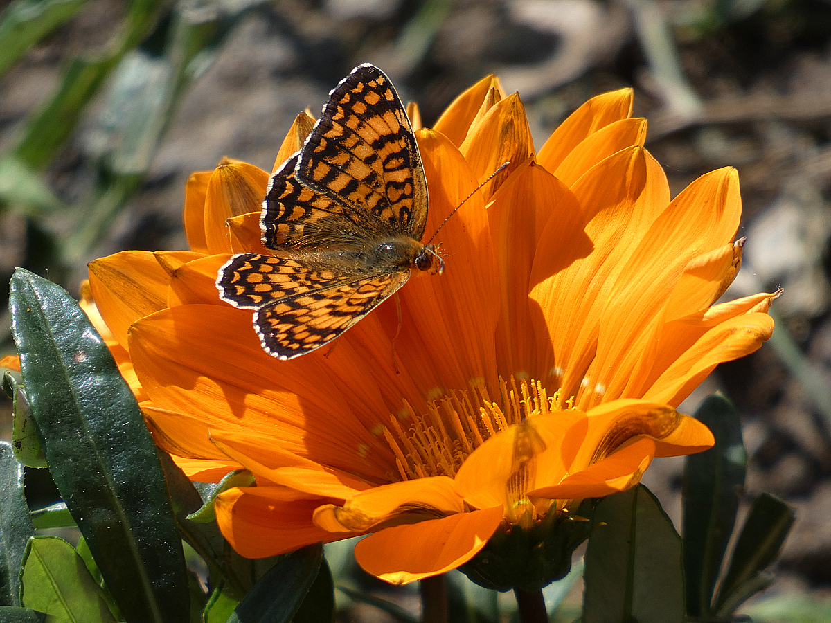 photo "***" tags: macro and close-up, flowers, insect