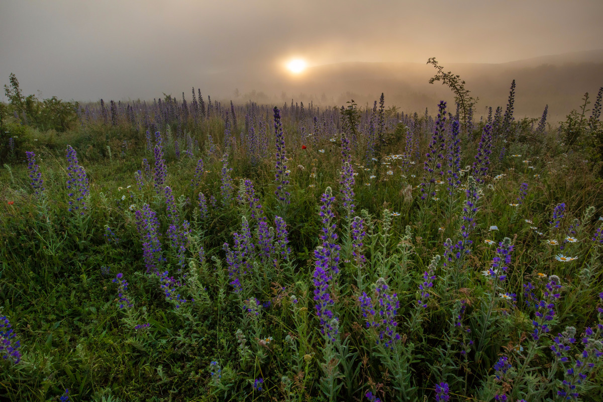 photo "***" tags: landscape, nature, 