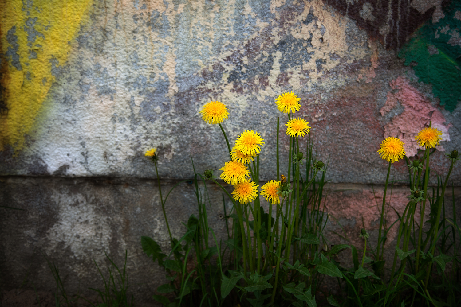 photo "***" tags: macro and close-up, 