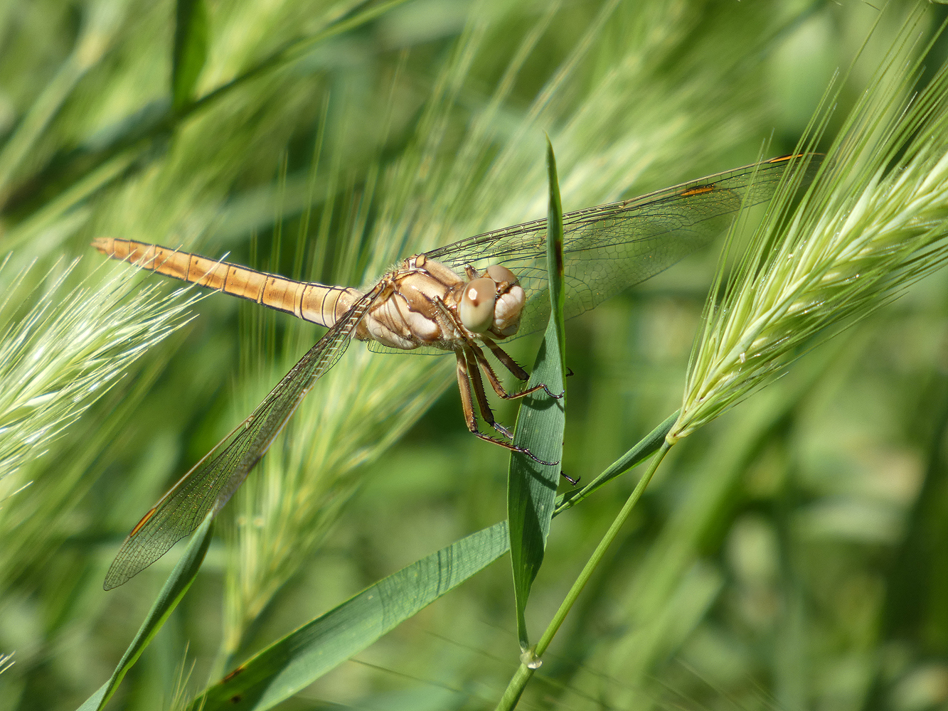 photo "***" tags: nature, insect