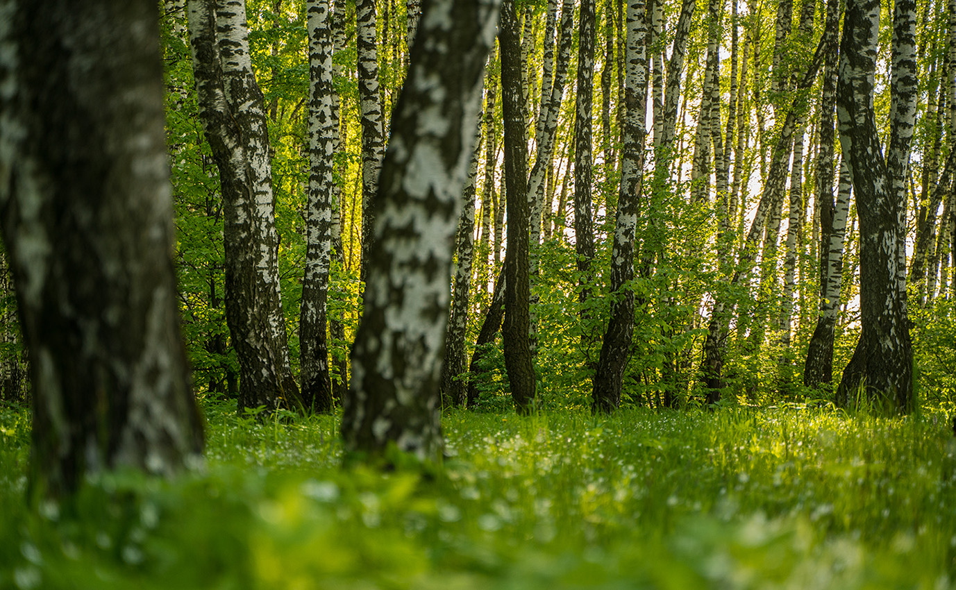 photo "***" tags: landscape, nature, travel, colour, forest, light, park, sky, spring, красота, ландшафт, фото, фотограф