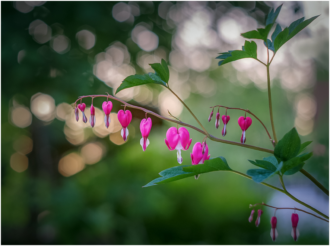 photo "***" tags: macro and close-up, 