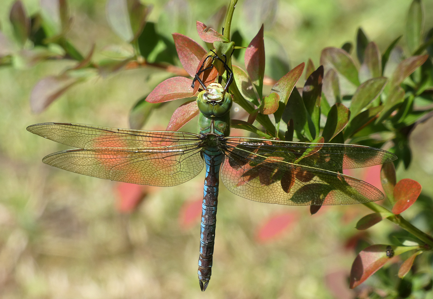 photo "***" tags: macro and close-up, insect