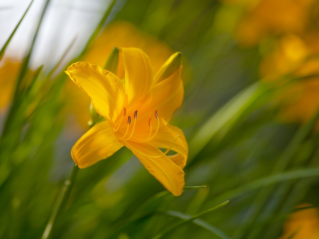 photo "***" tags: macro and close-up, 