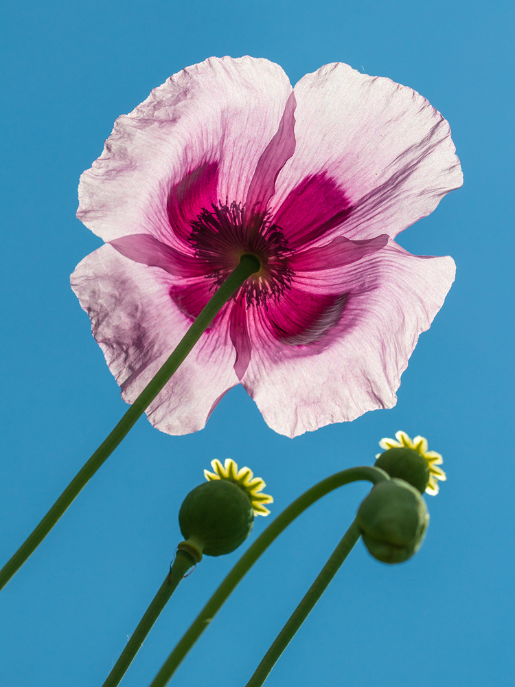 photo "***" tags: macro and close-up, 