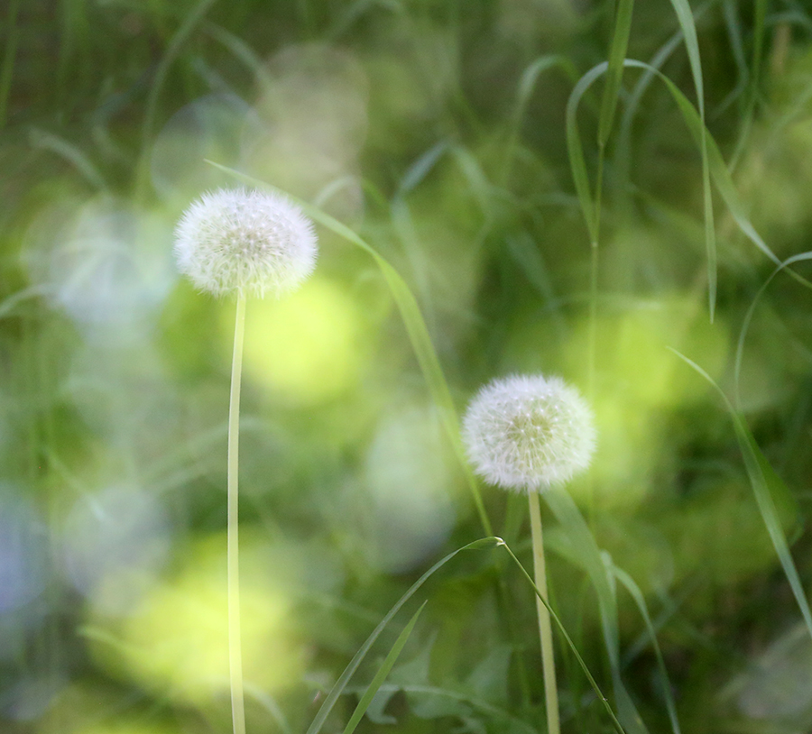 фото "dandelion season" метки: природа, 