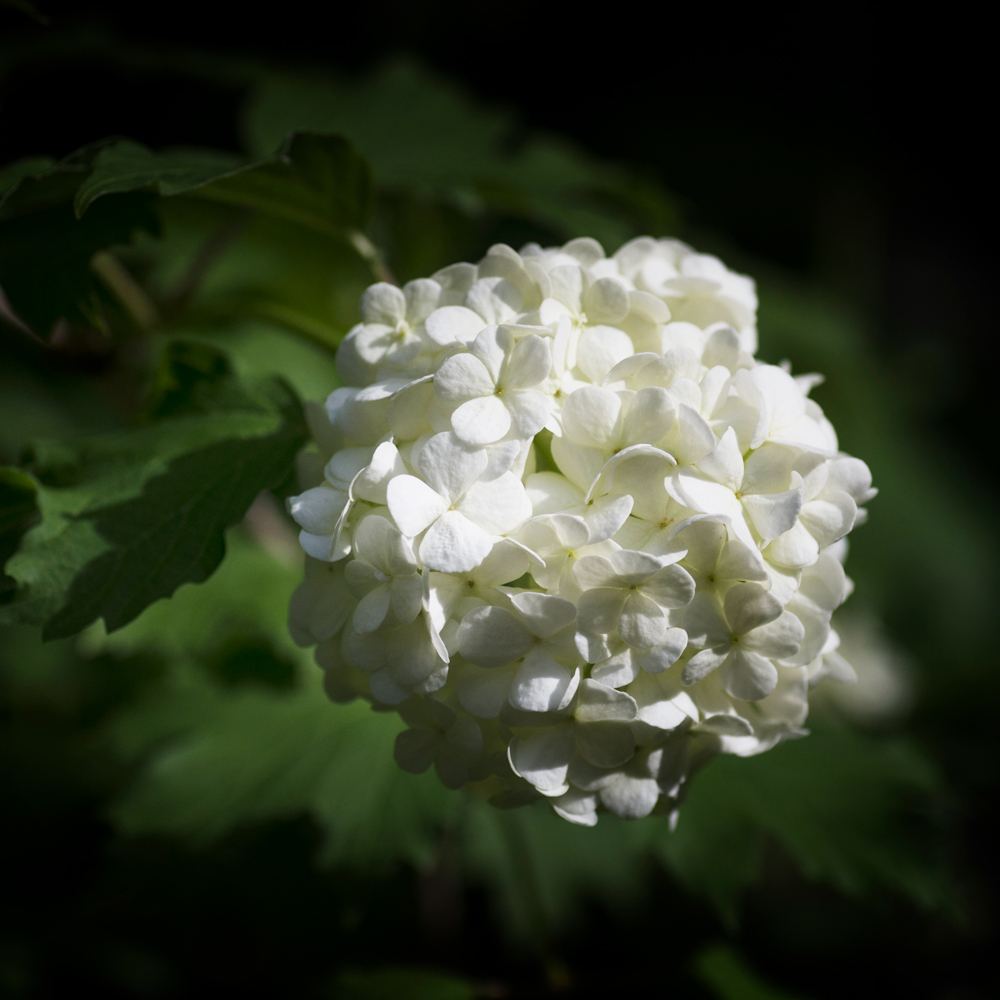 фото "Бульдонеж (boule de neige)" метки: природа, 
