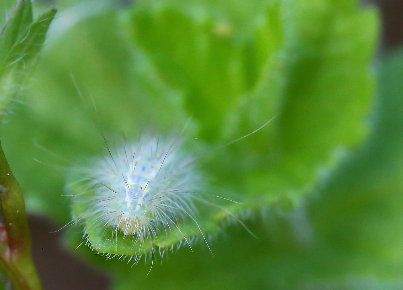 photo "***" tags: nature, macro and close-up, 