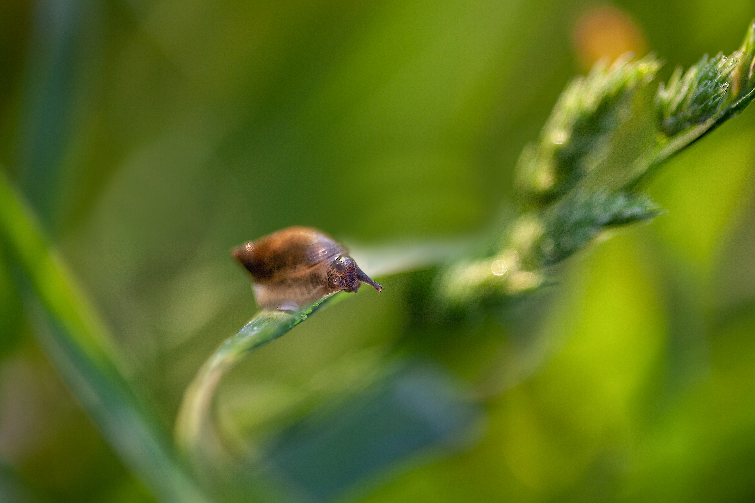 photo "***" tags: macro and close-up, 