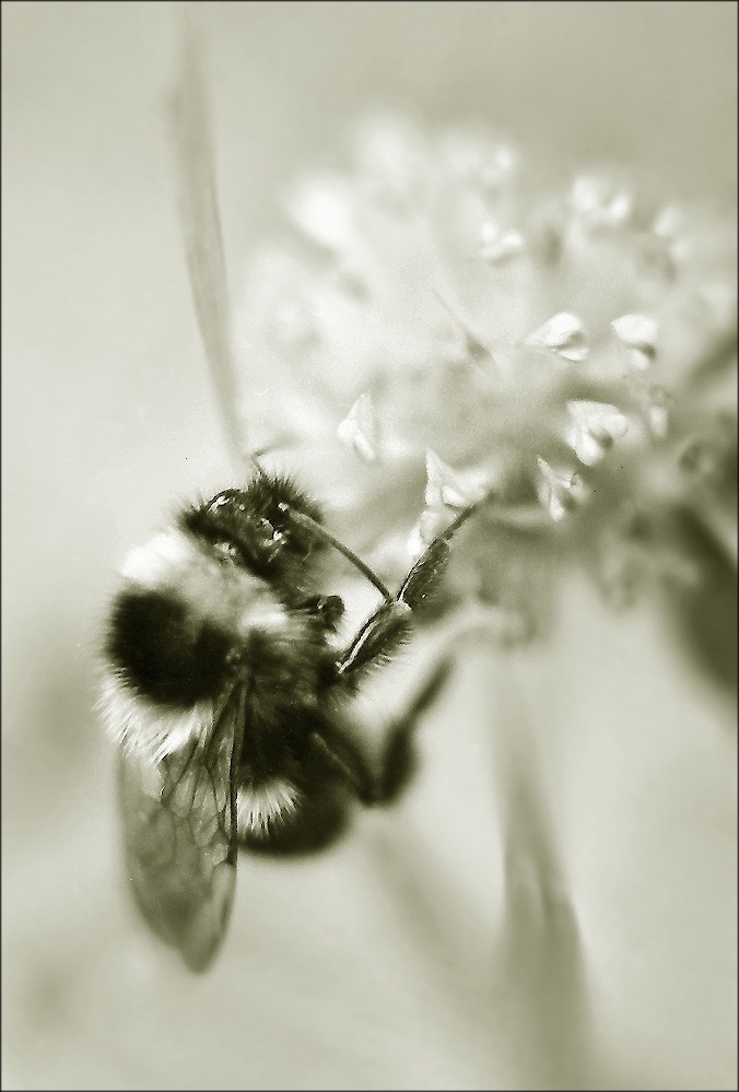 photo "***" tags: nature, macro and close-up, 