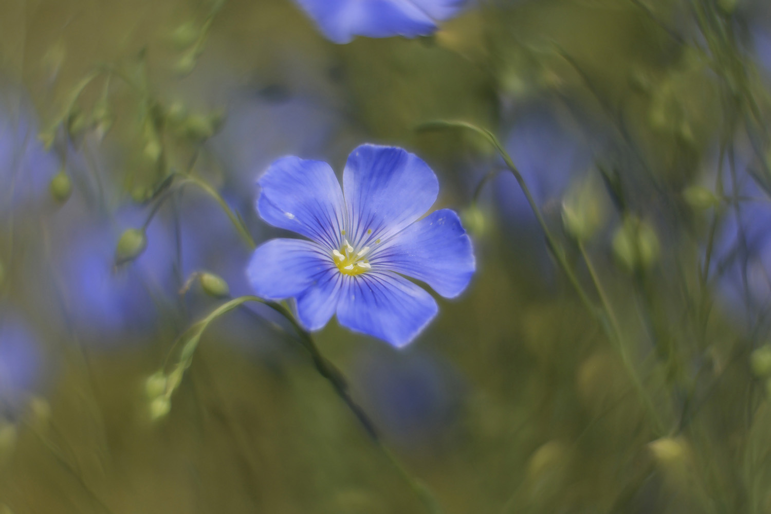 photo "***" tags: nature, flowers, summer