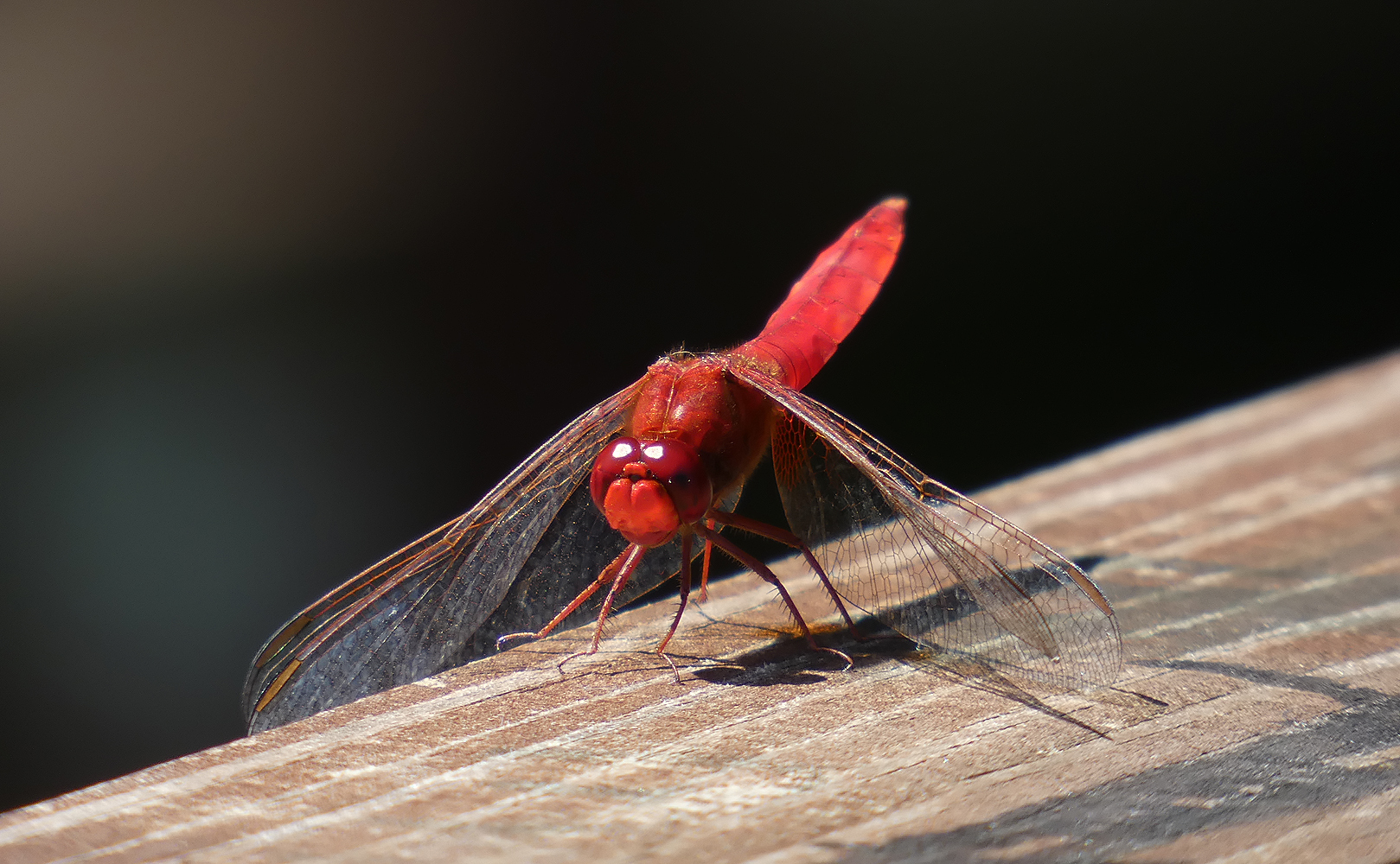 photo "***" tags: macro and close-up, insect