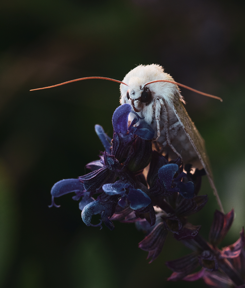 photo "***" tags: macro and close-up, 