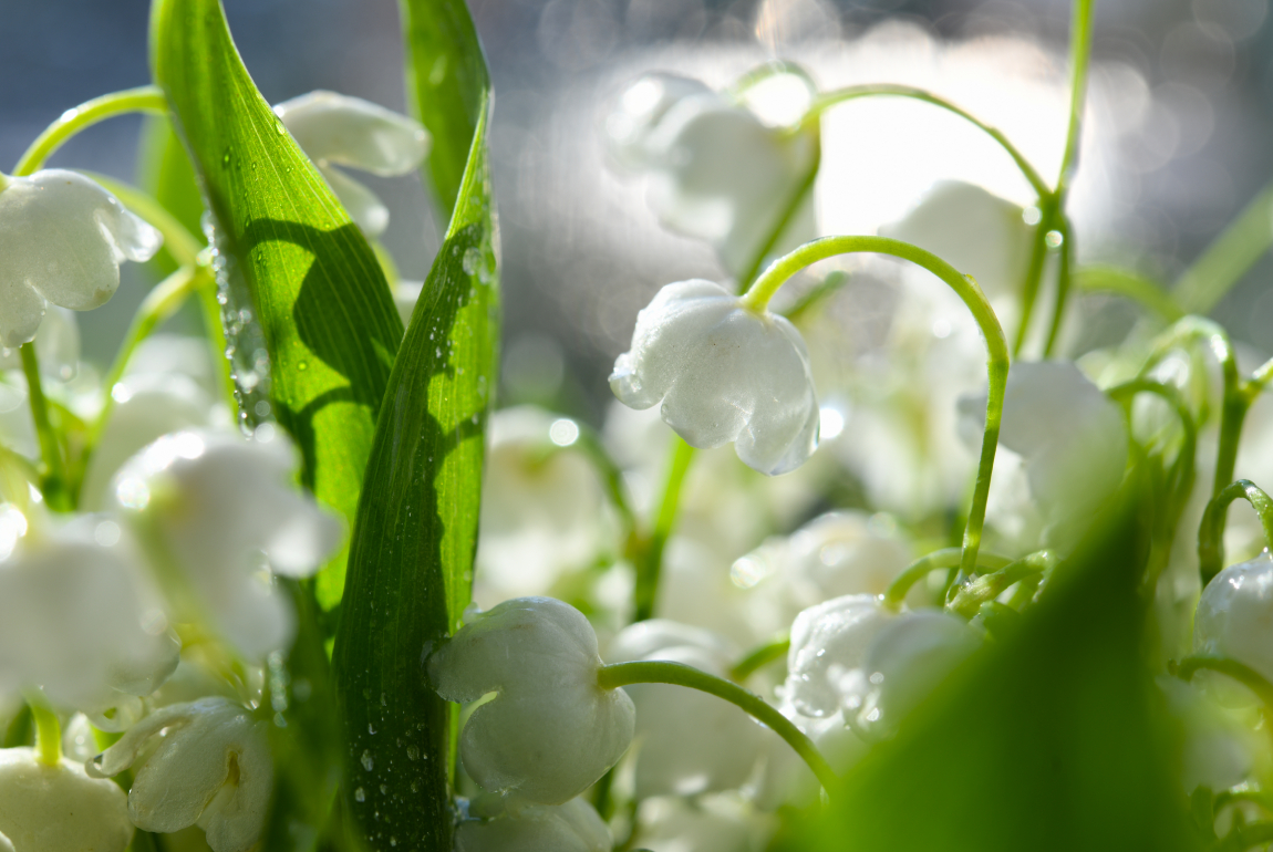 photo "***" tags: nature, macro and close-up, spring, капли дождя, ландыши, макро