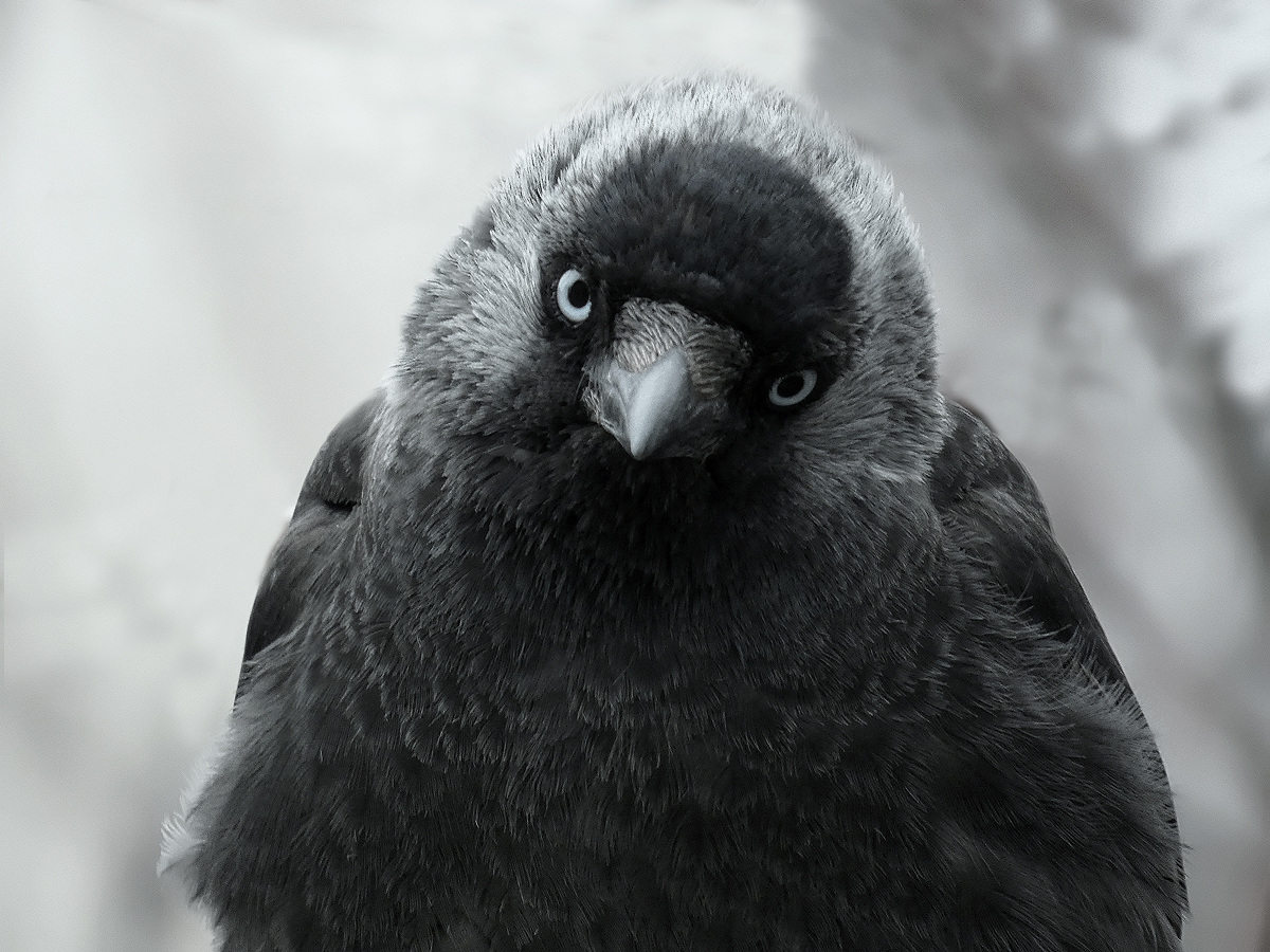 photo "***" tags: portrait, macro and close-up, wild animals