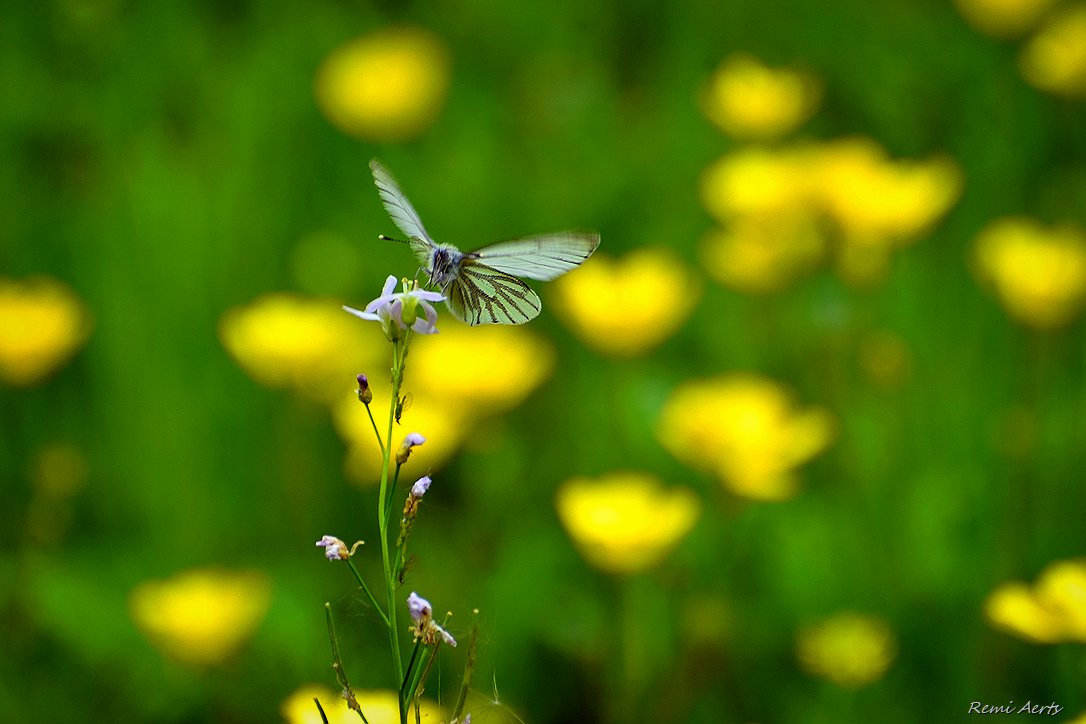 photo "***" tags: nature, macro and close-up, 