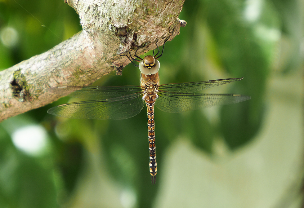photo "Dragonfly in a peach tree" tags: nature, macro and close-up, portrait, 