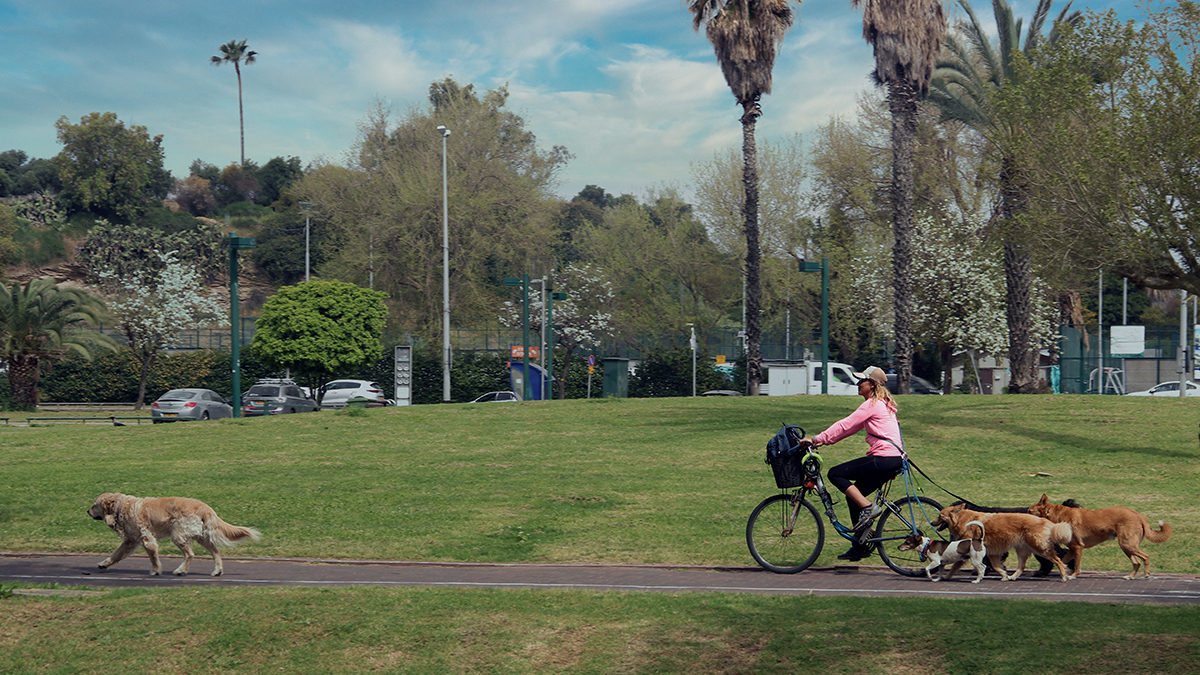 photo "Akela" tags: travel, street, 