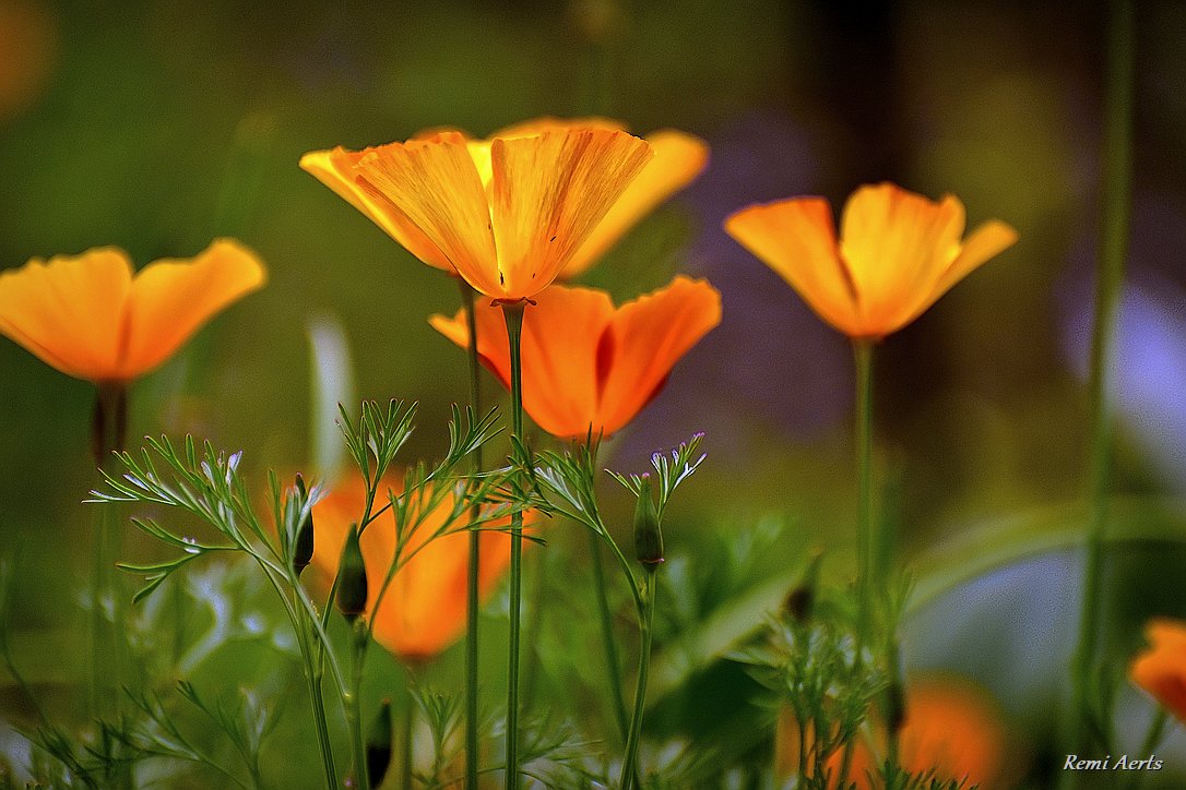 photo "***" tags: nature, macro and close-up, 