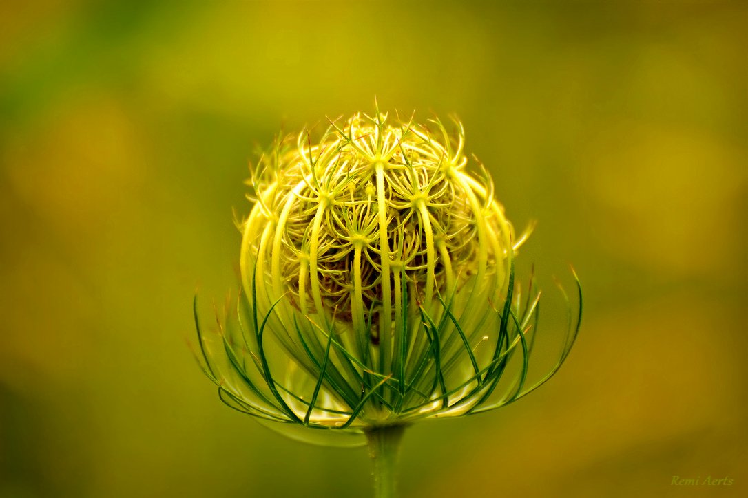 photo "***" tags: nature, macro and close-up, 